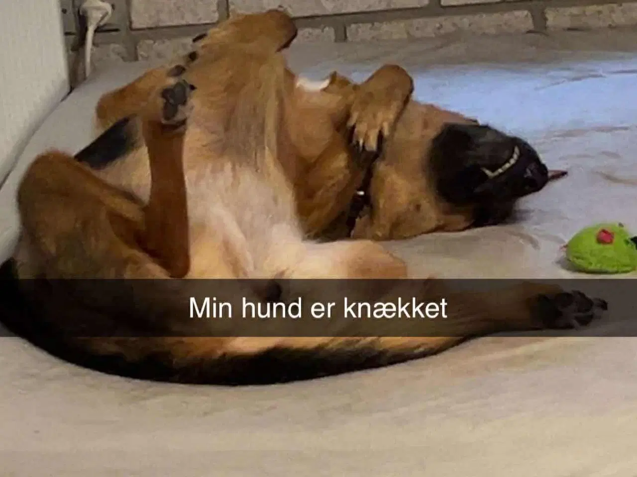 Billede 9 - Sødeste Nico-pigen leder efter ny familie 🩷