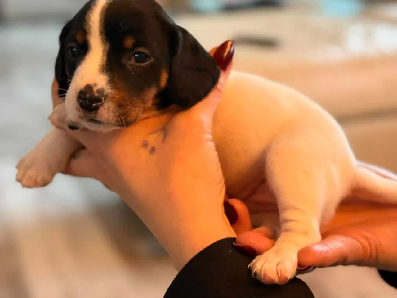 Billede 2 - 🐾 Lækre små vapser søger kærlige hjem 🐾