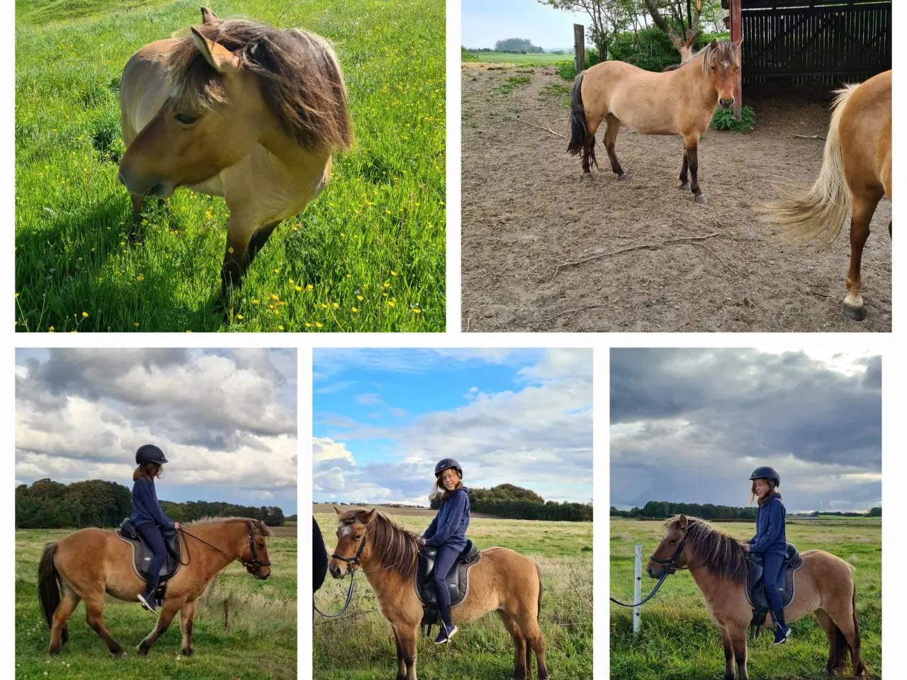 Billede 4 - 3'er pony søger nyt hjem 