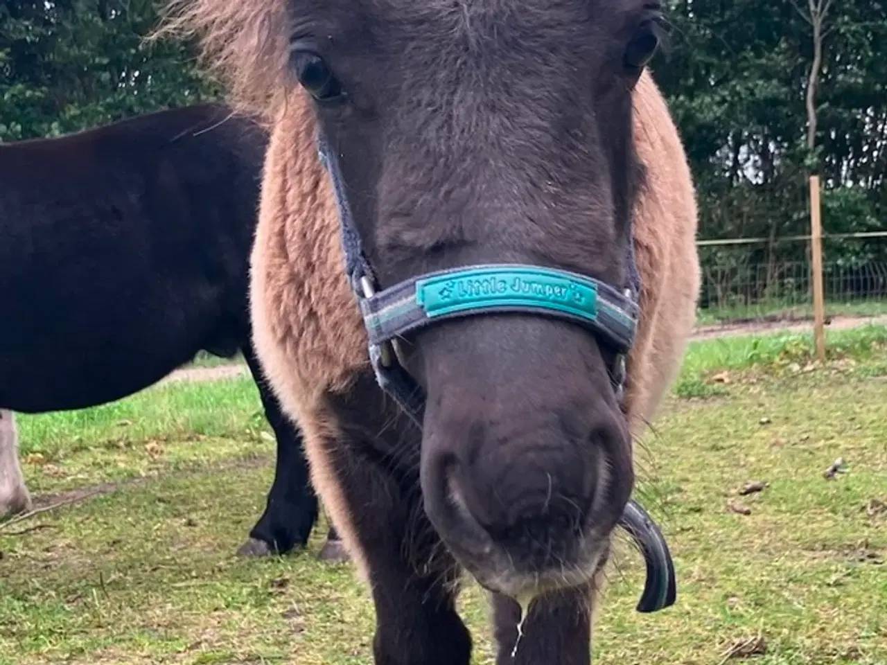 Billede 2 - Shetlands pony hingsteføl