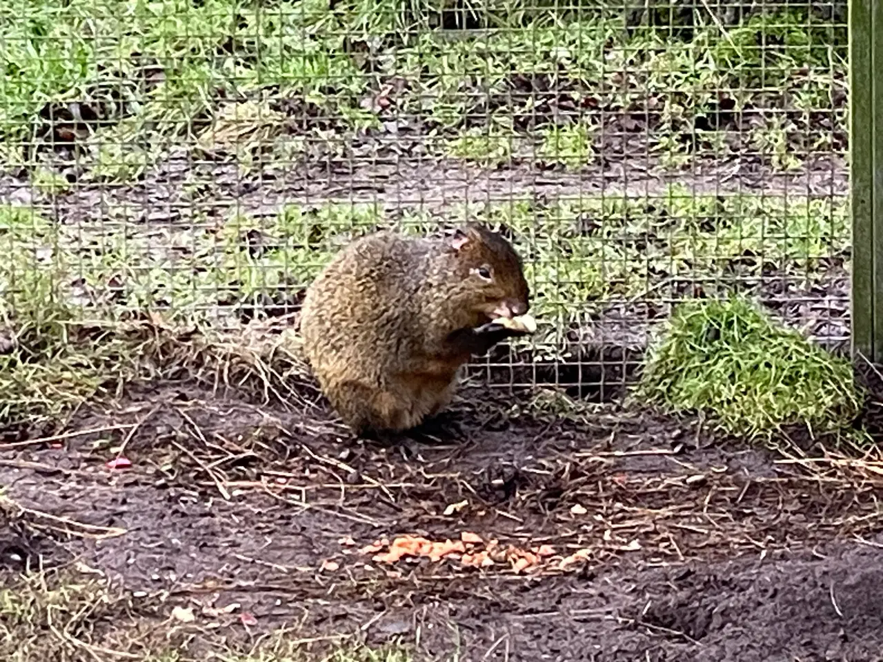 Billede 2 - Grøn Agouti