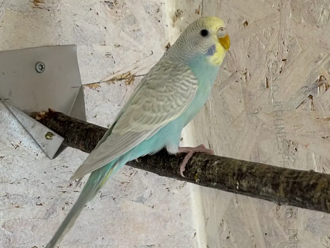 Billede 3 - Undulatunger 