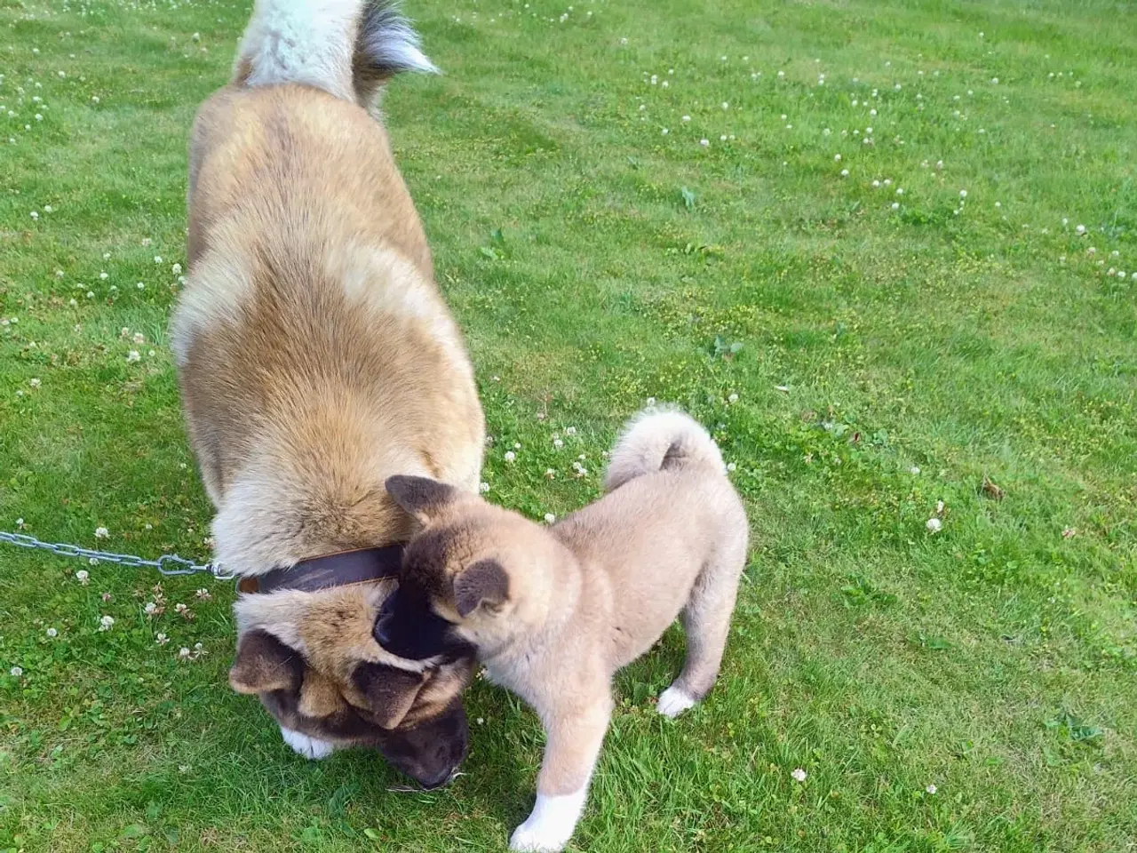 Billede 7 - Dreng hundehvalp Akita American 