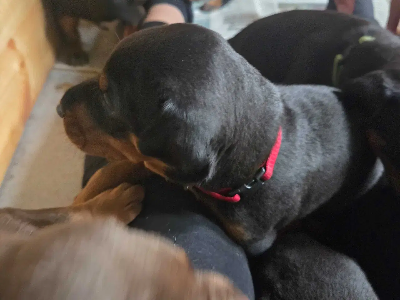 Billede 20 - Dobermann hvalpe