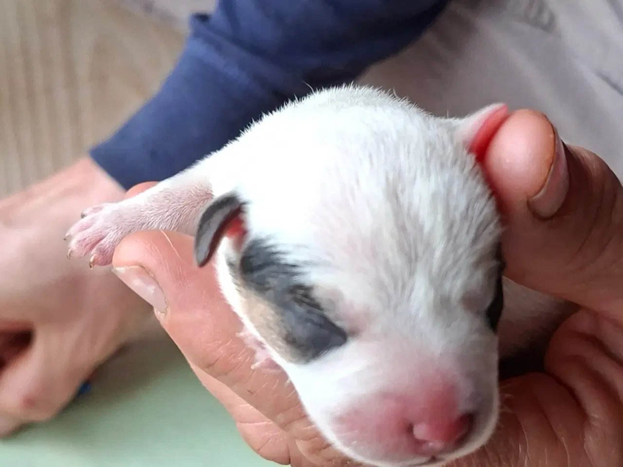 Billede 3 - Parson russell hvalpe