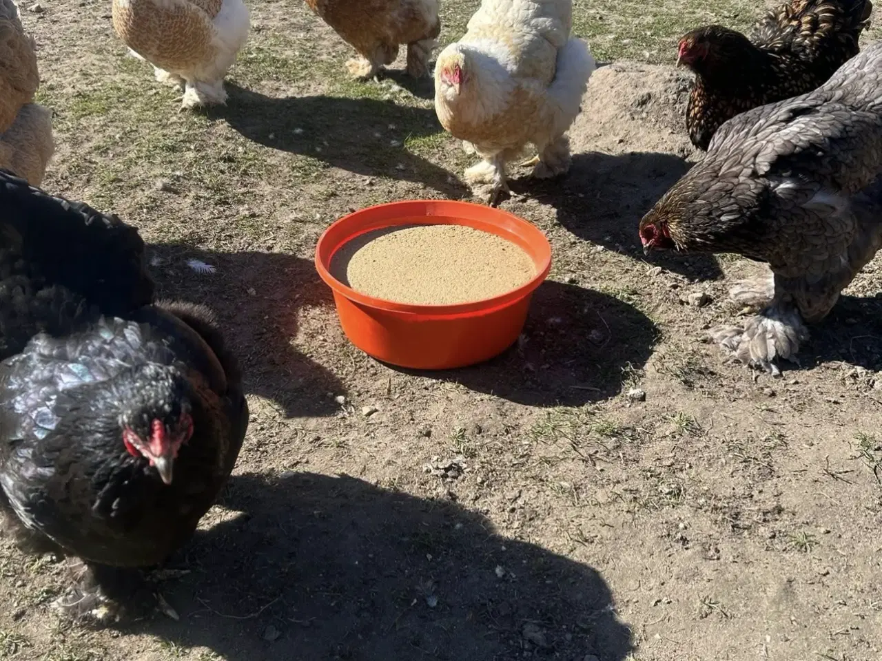 Billede 6 - Brahma rugeæg fra blandet flok