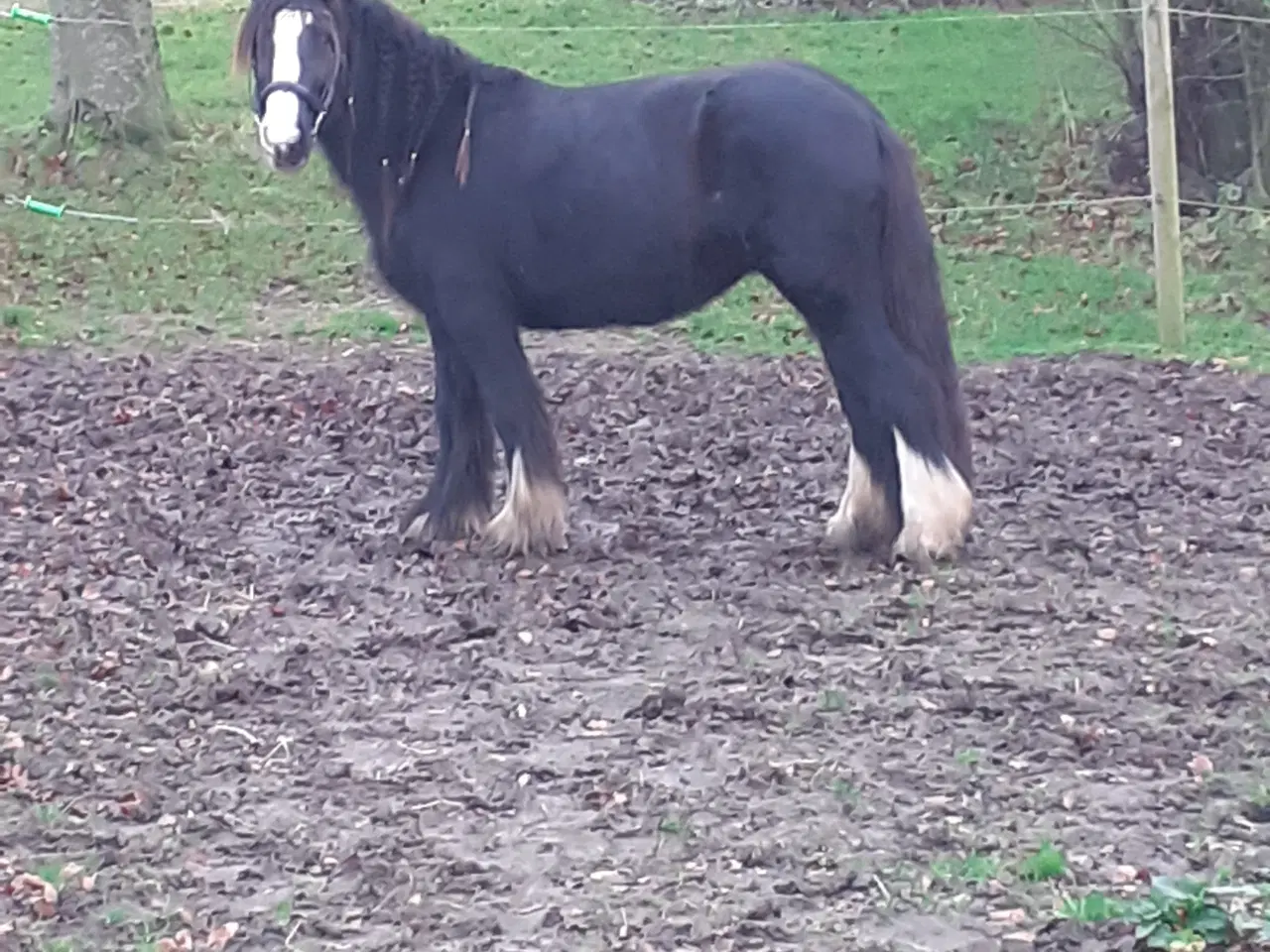 Billede 10 - Tinker hoppe 