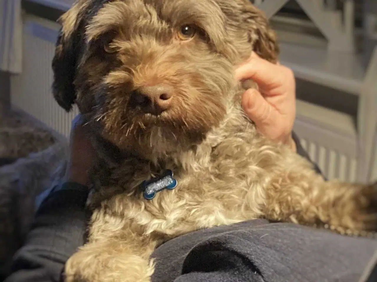 Billede 17 - Bichon Havanais DKK 