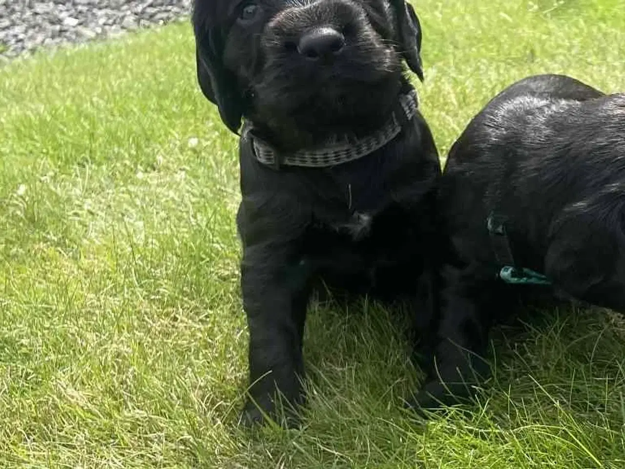 Billede 5 - Ft. Cockerspaniel hvalp 