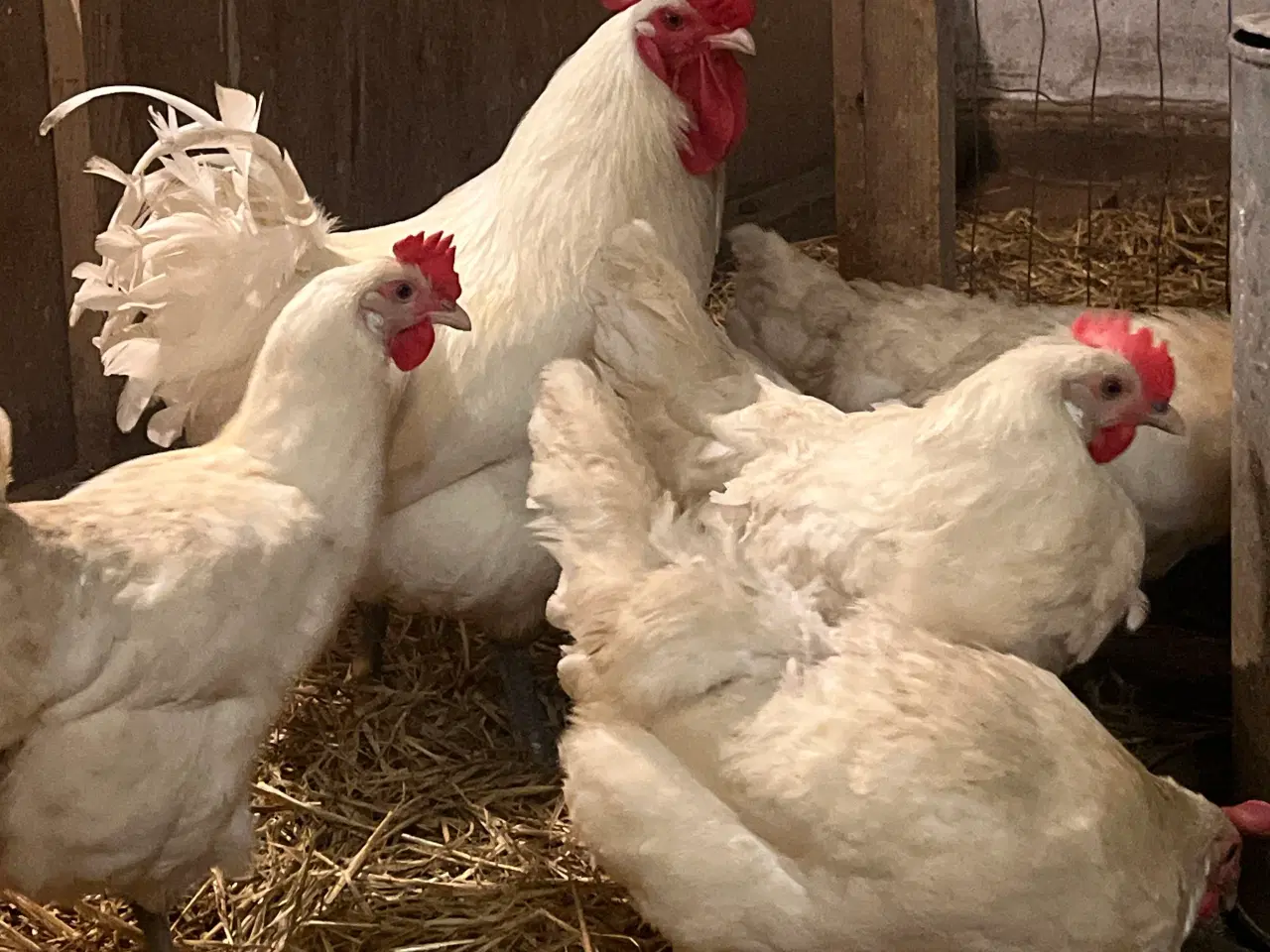 Billede 3 - Kylling la bresse 