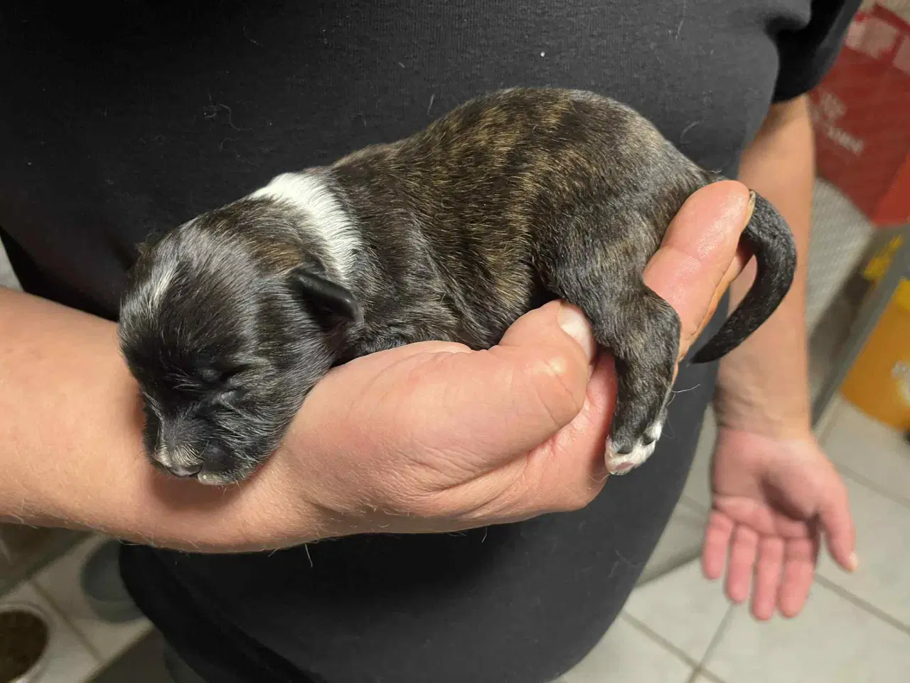 Billede 2 - Kun en sød tæve tilbage nu! Små blandinger 