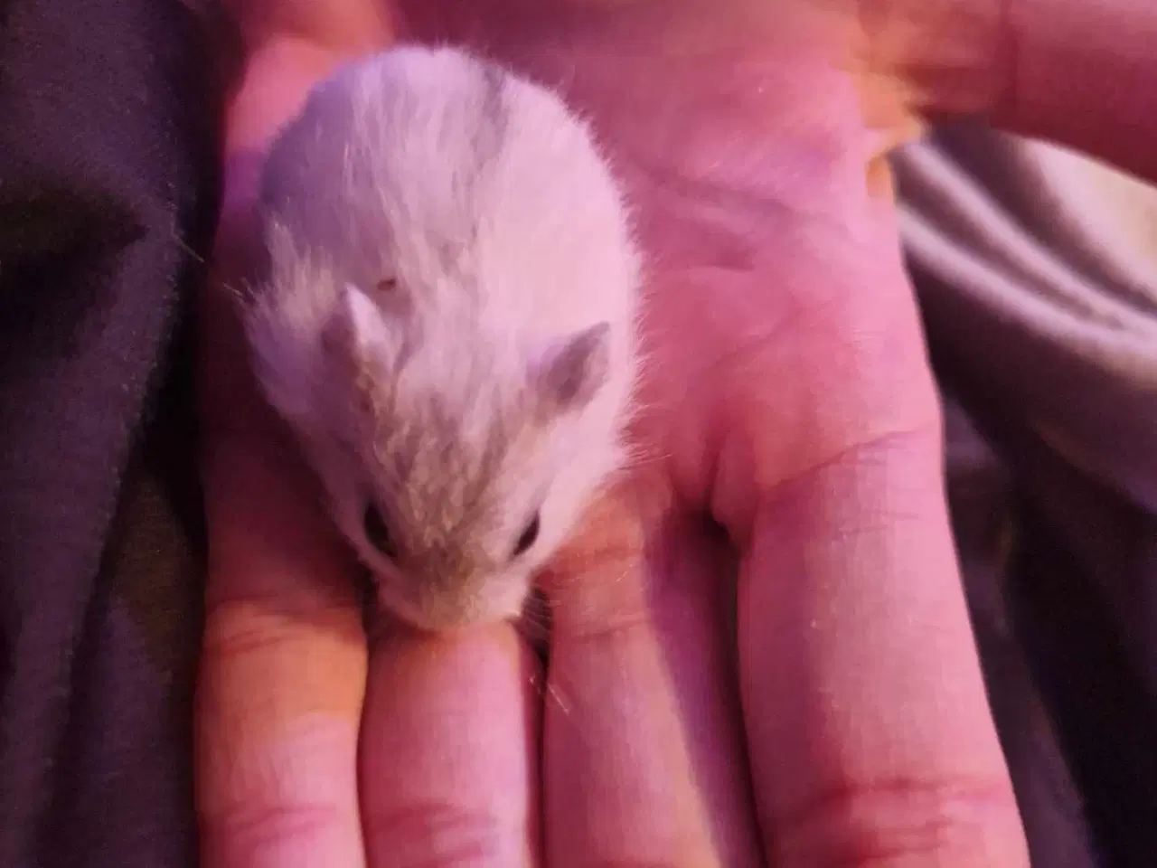 Billede 3 - Hamsterunger født for en måned siden