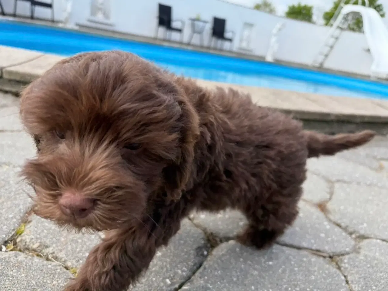 Billede 2 - Maltipoo-hvalpe med charme og krudt i halen!