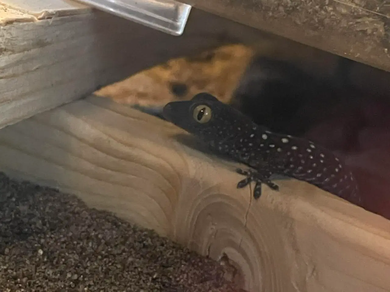 Billede 7 - Gekko unger af Tokay gekko 