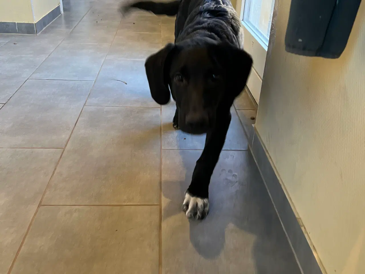 Billede 6 - Kleinemünsterlænder/schæfer hvalp