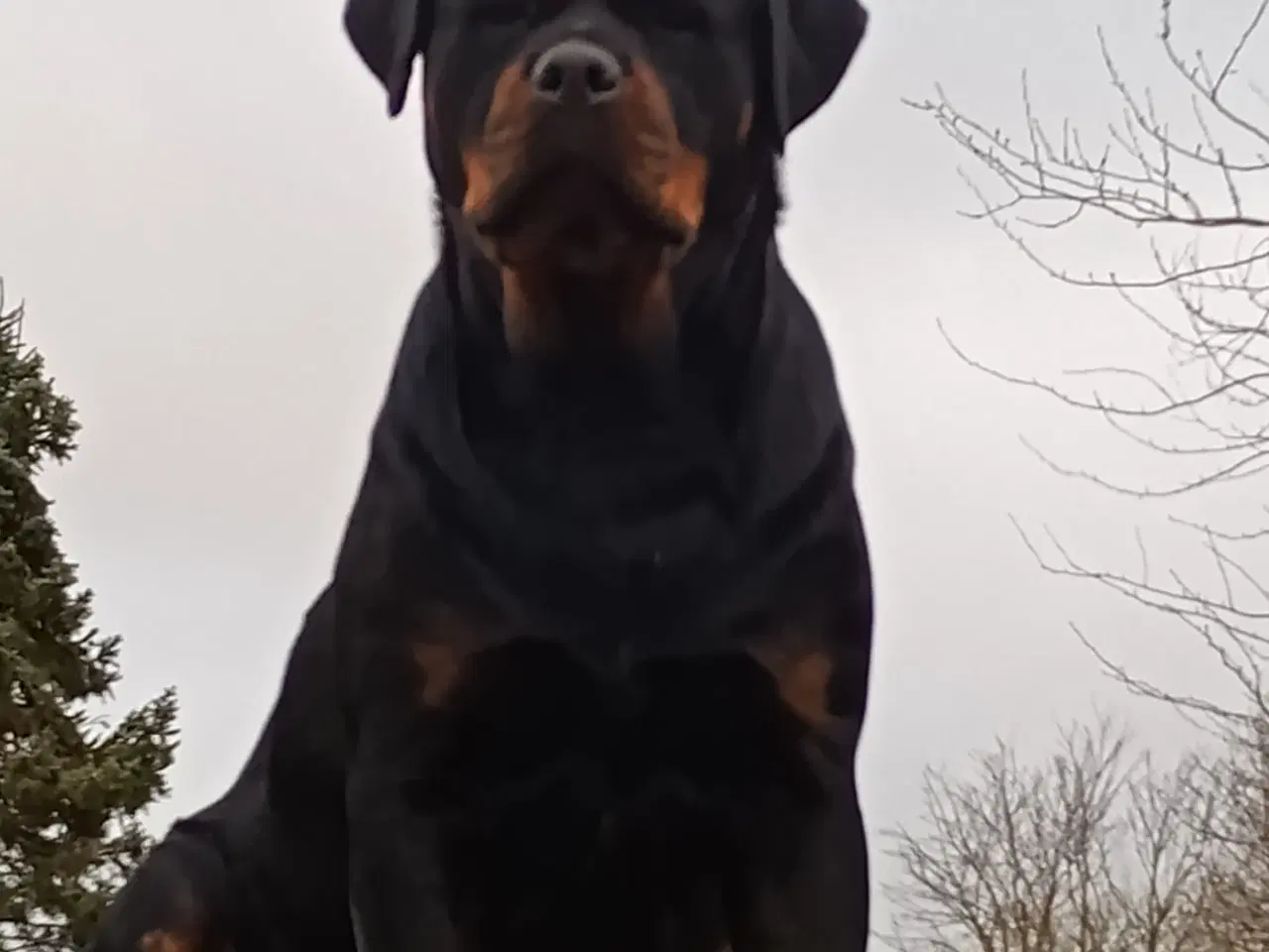 Billede 5 - Frække Cane corso x rottweiler hybrid søger rette 