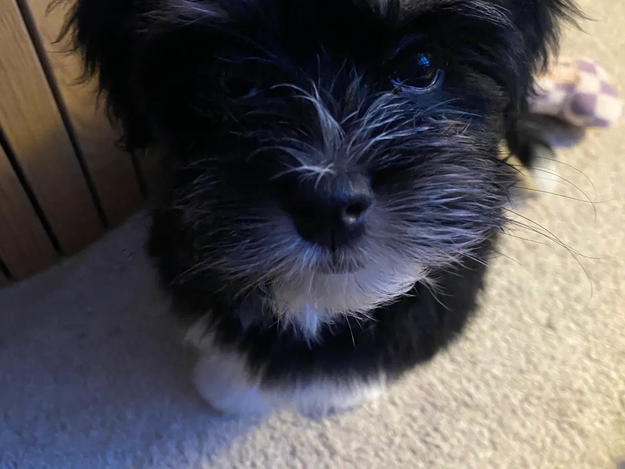 Billede 5 - Bischon havanaise pige med DKK plus tavle 