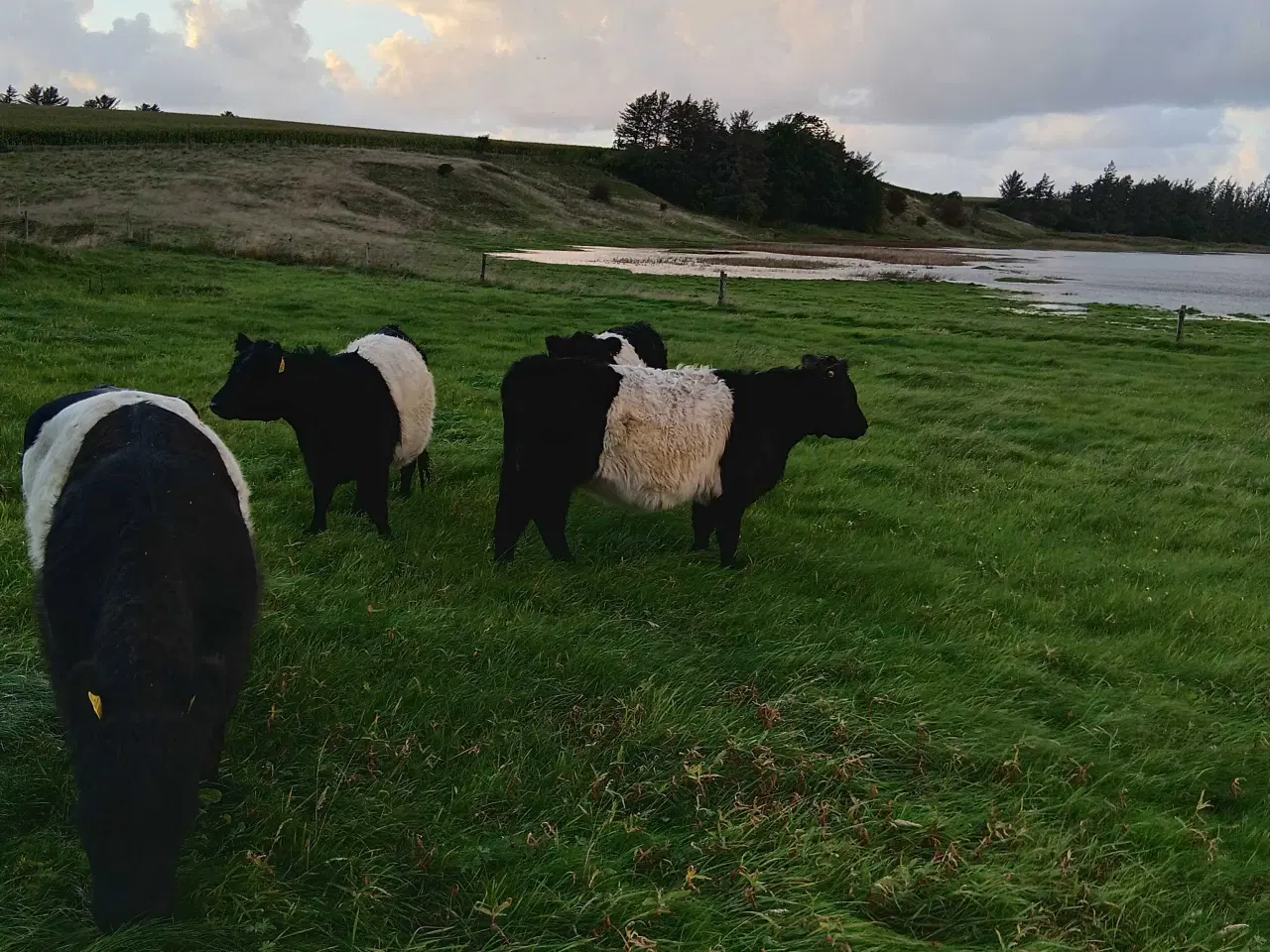 Billede 1 - Galloway sort bæltet tyrekalv købes