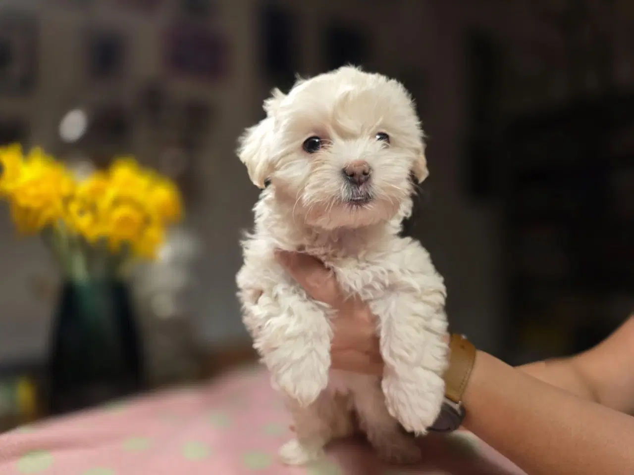 Billede 4 - Bichon havanaishvalpe søger ny familie