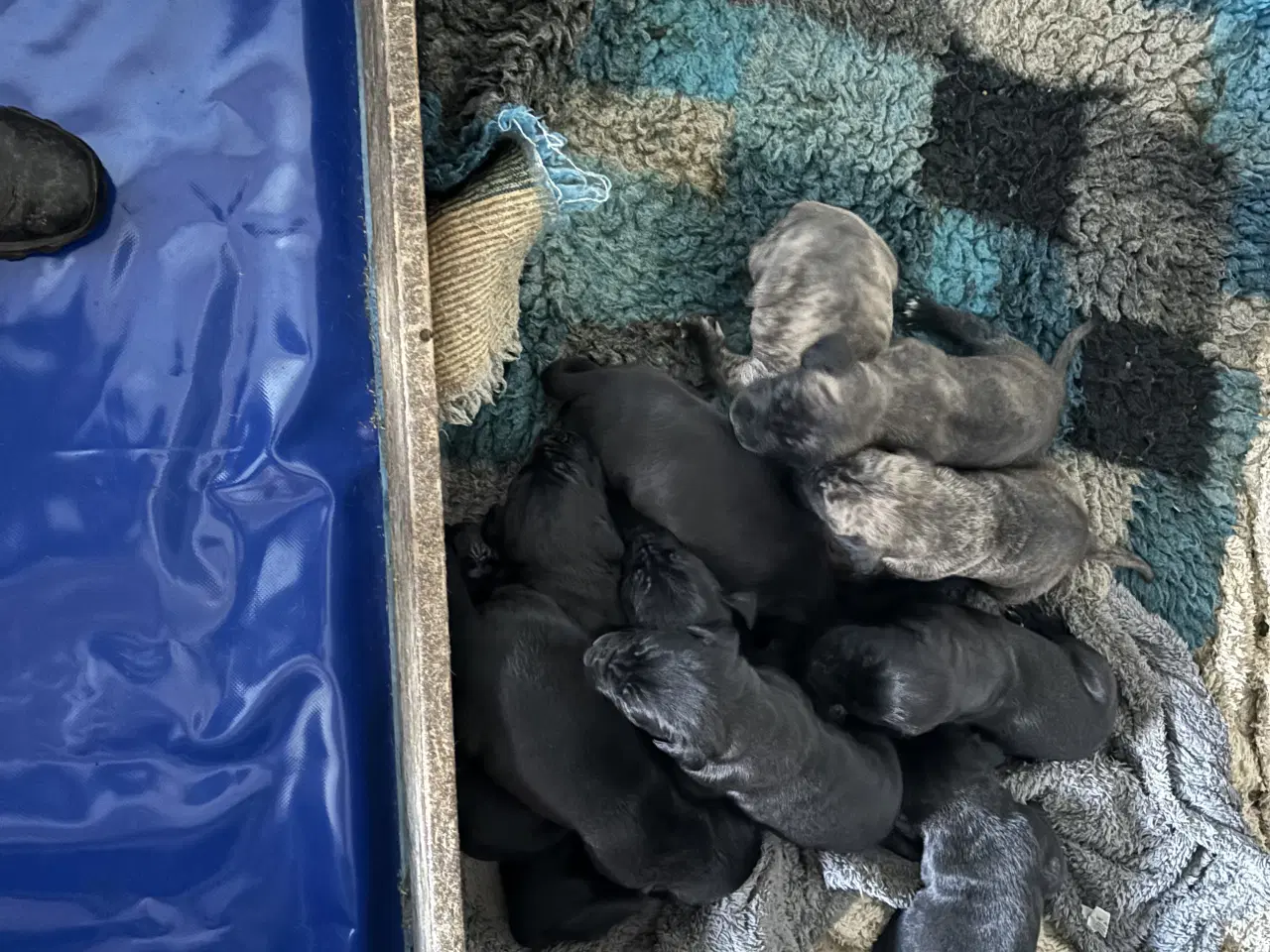 Billede 2 - Grand Danois hvalpe 