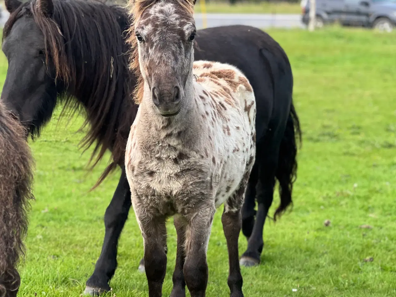 Billede 8 - Plettet pony føl!