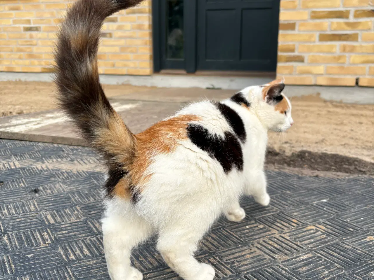 Billede 3 - Trefarvet kat 1 år