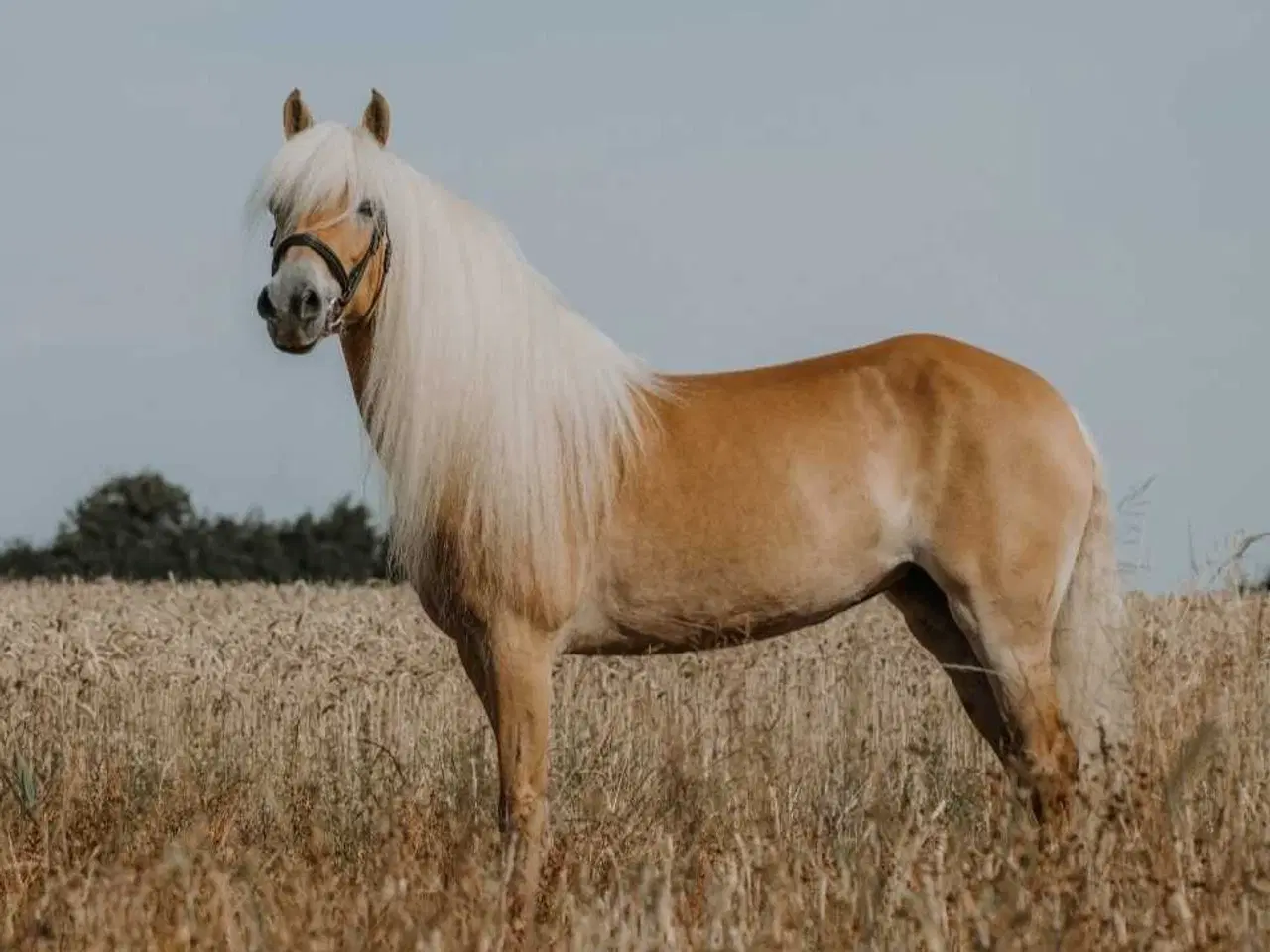 Billede 1 - Haflinger hoppe til avl eller hygge 