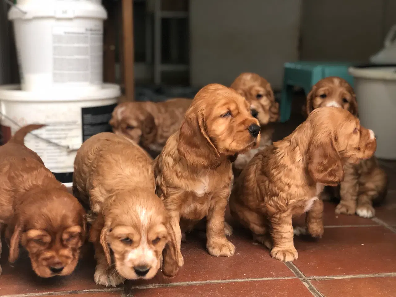 Billede 13 - Engelsk Cocker spaniel