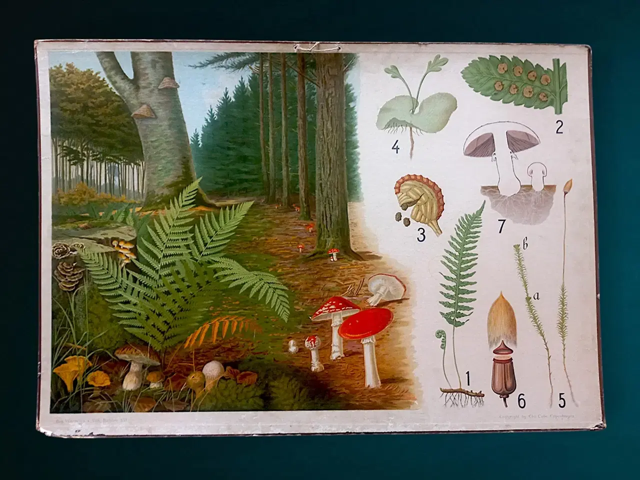 Billede 1 - Antik skoleplanche 1902 – tosidet botanisk