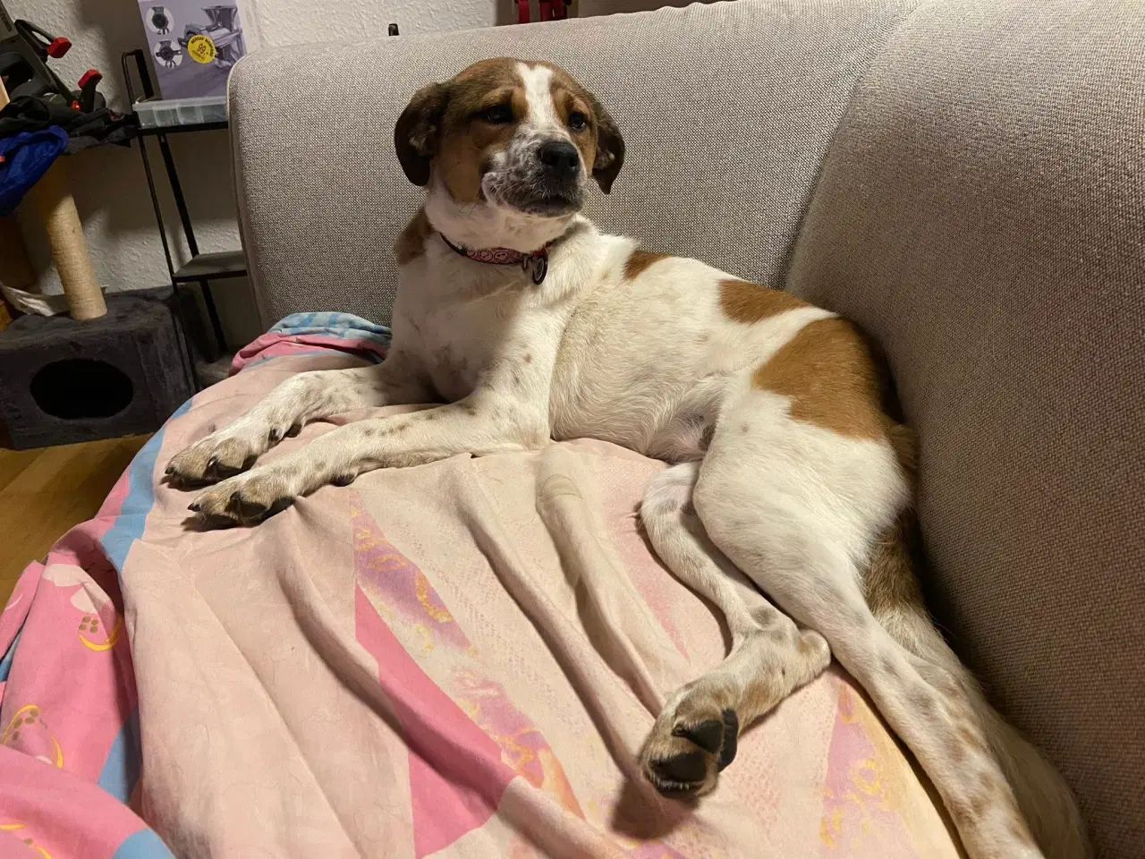 Billede 3 - Vigge - et smil på fire ben søger familie 🩷