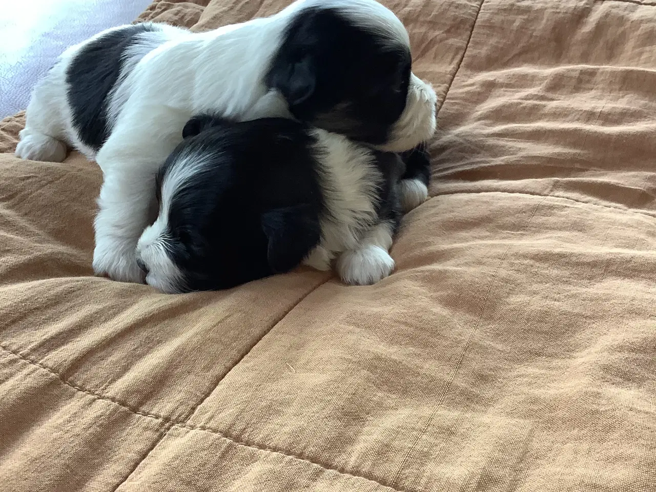 Billede 4 - Bichon havaneser 