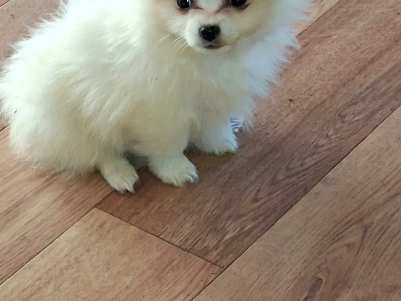 Billede 2 - Pomchi 2 hanner