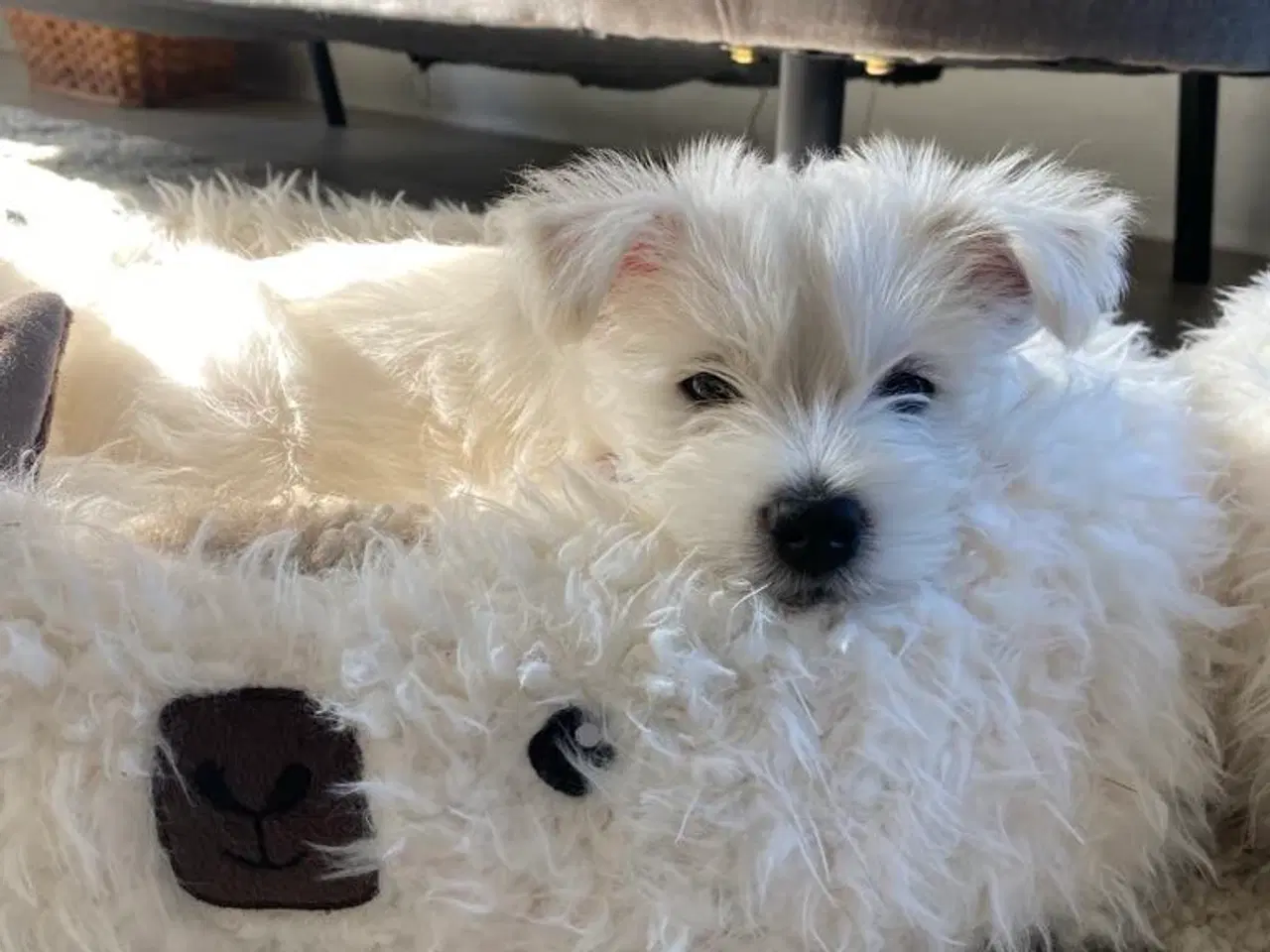 Billede 3 - West Highland White terrier hvalp