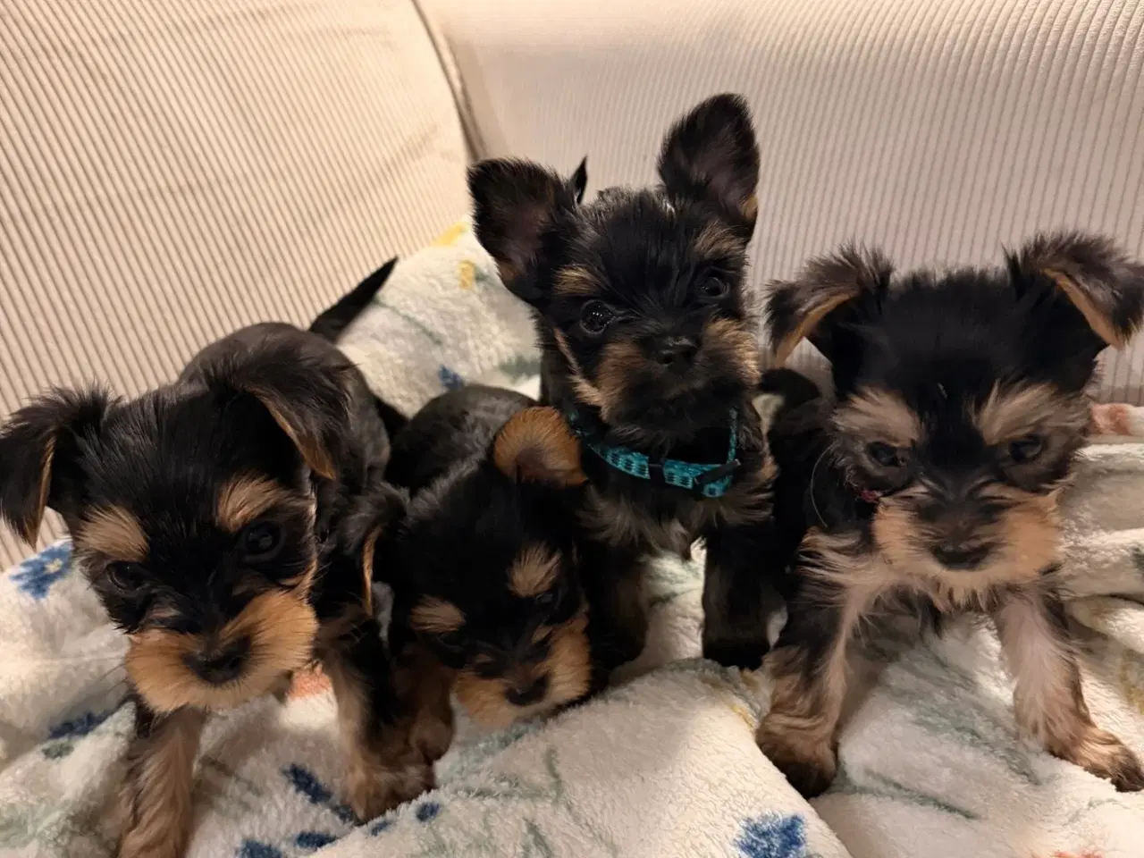 Billede 1 - Skønne Hvalpe 