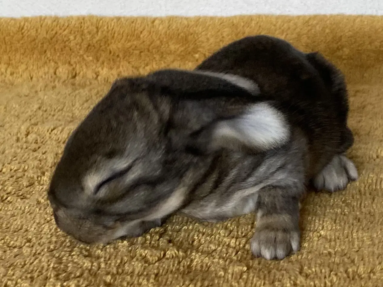 Billede 5 - FRANSK VÆDDER HUN VILDTGRÅ