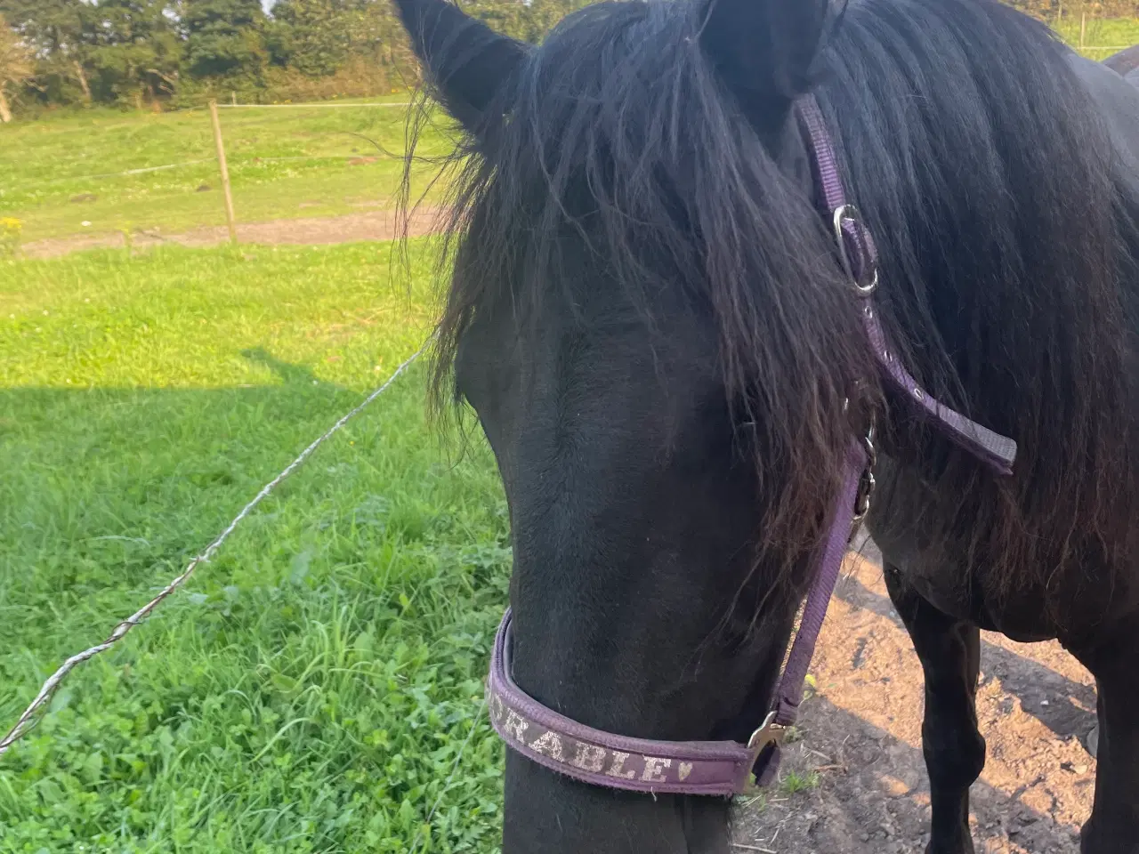 Billede 2 - Hest