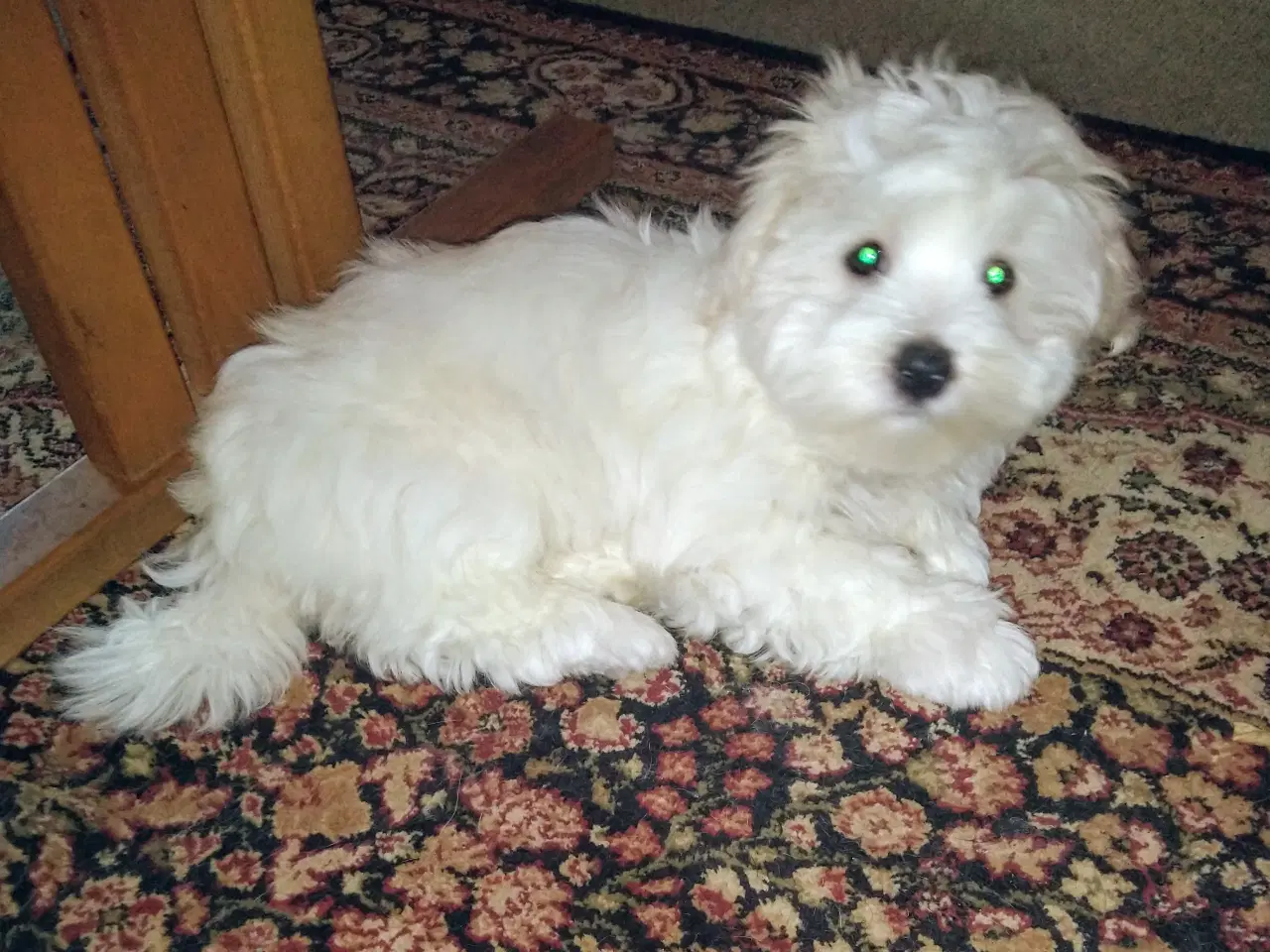 Billede 2 - Coton de Tulear 