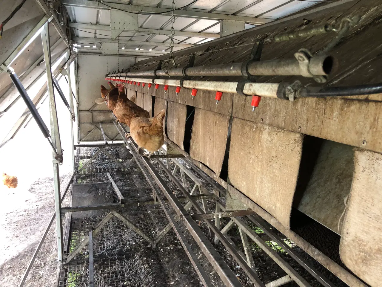 Billede 5 - Hønsehus mobilt Chicken Caravan 450