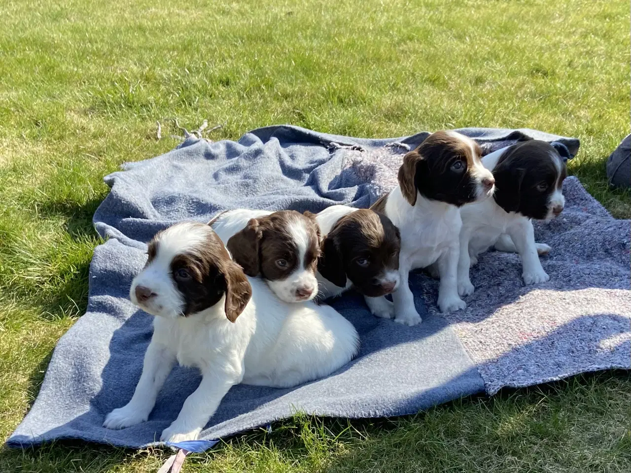 Billede 1 - FT Springer Spaniel 
