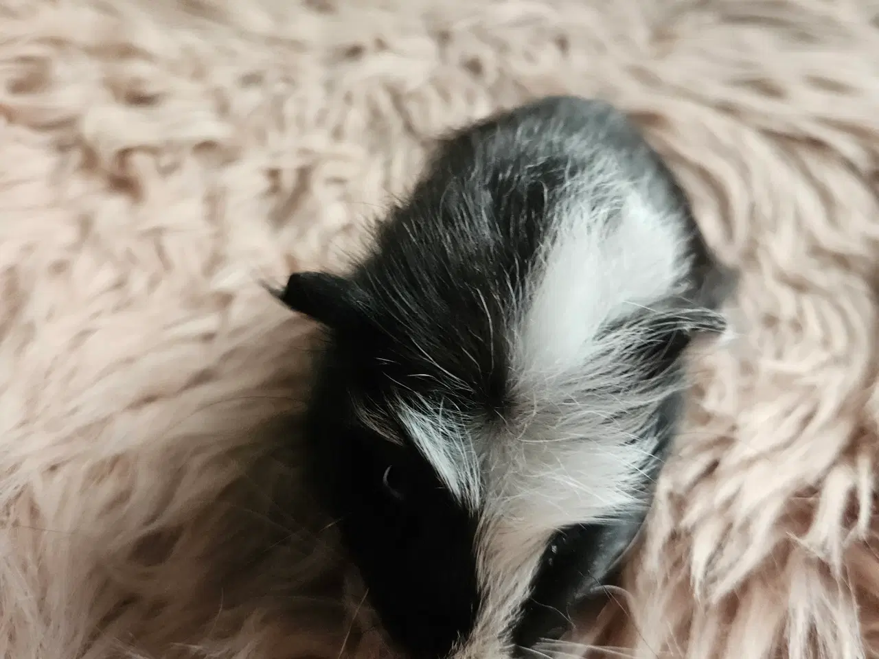 Billede 4 - Marsvine unger