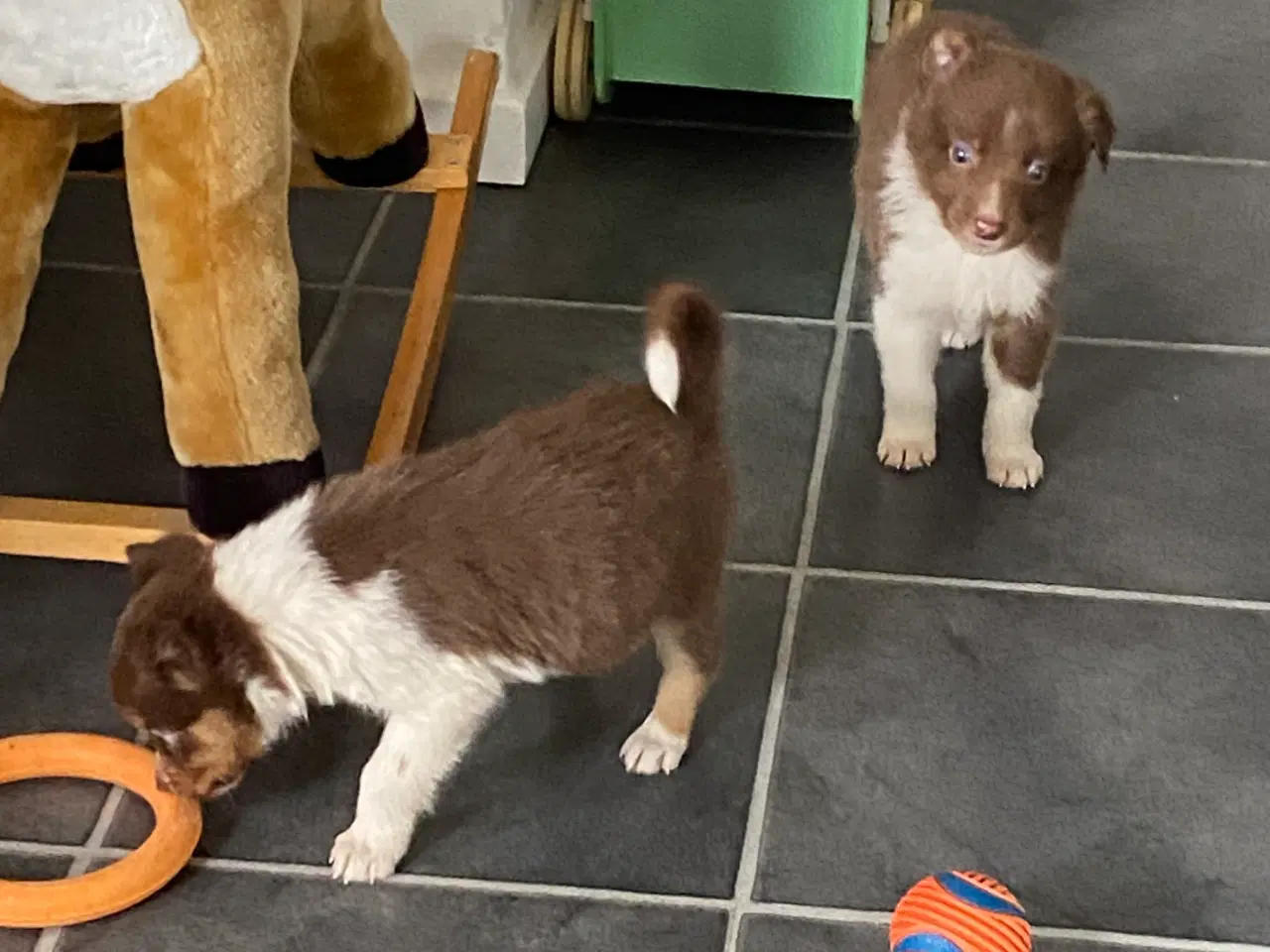 Billede 4 - Border Collie 