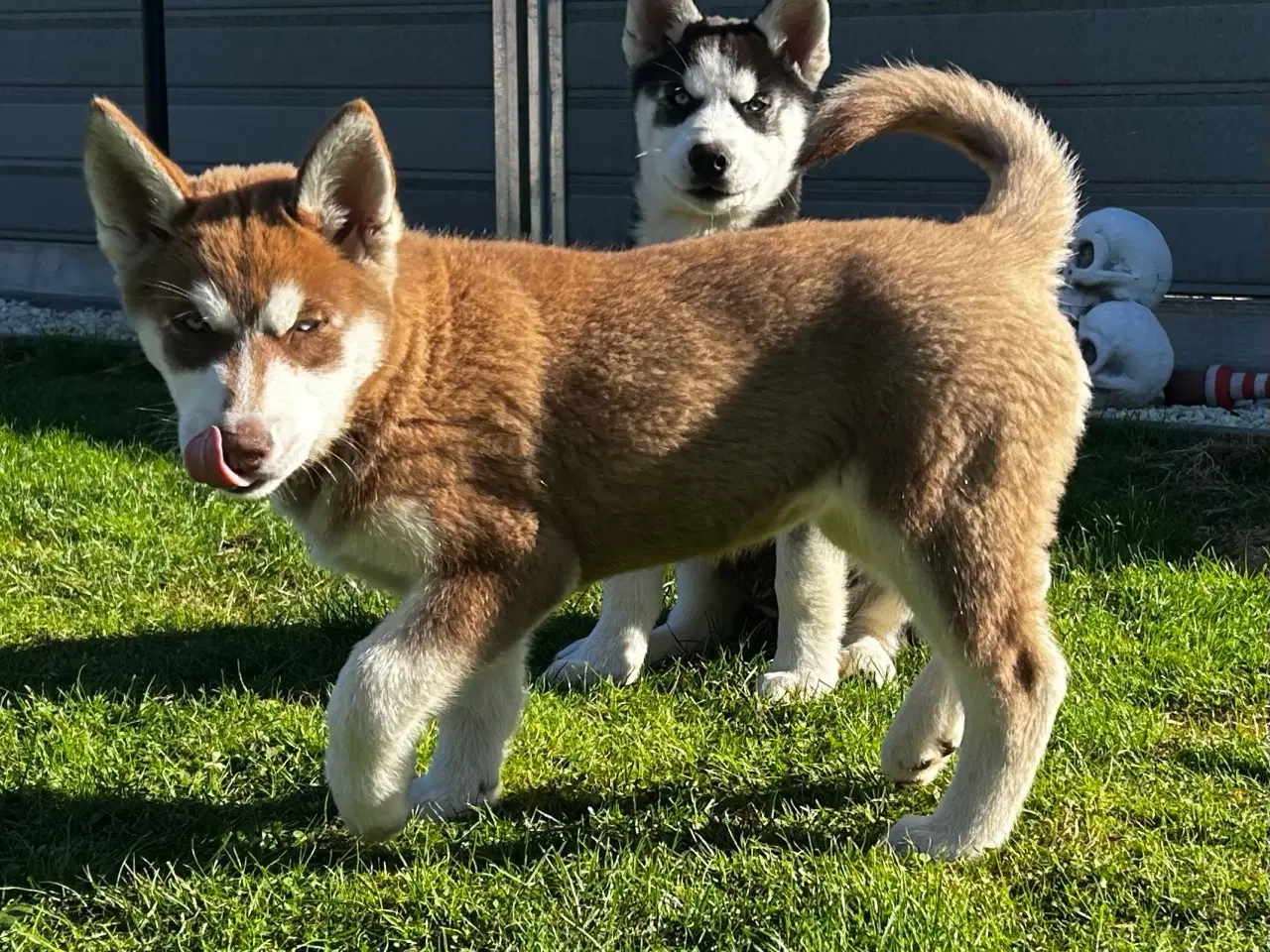 Billede 8 - Din nye husky ven venter på dig