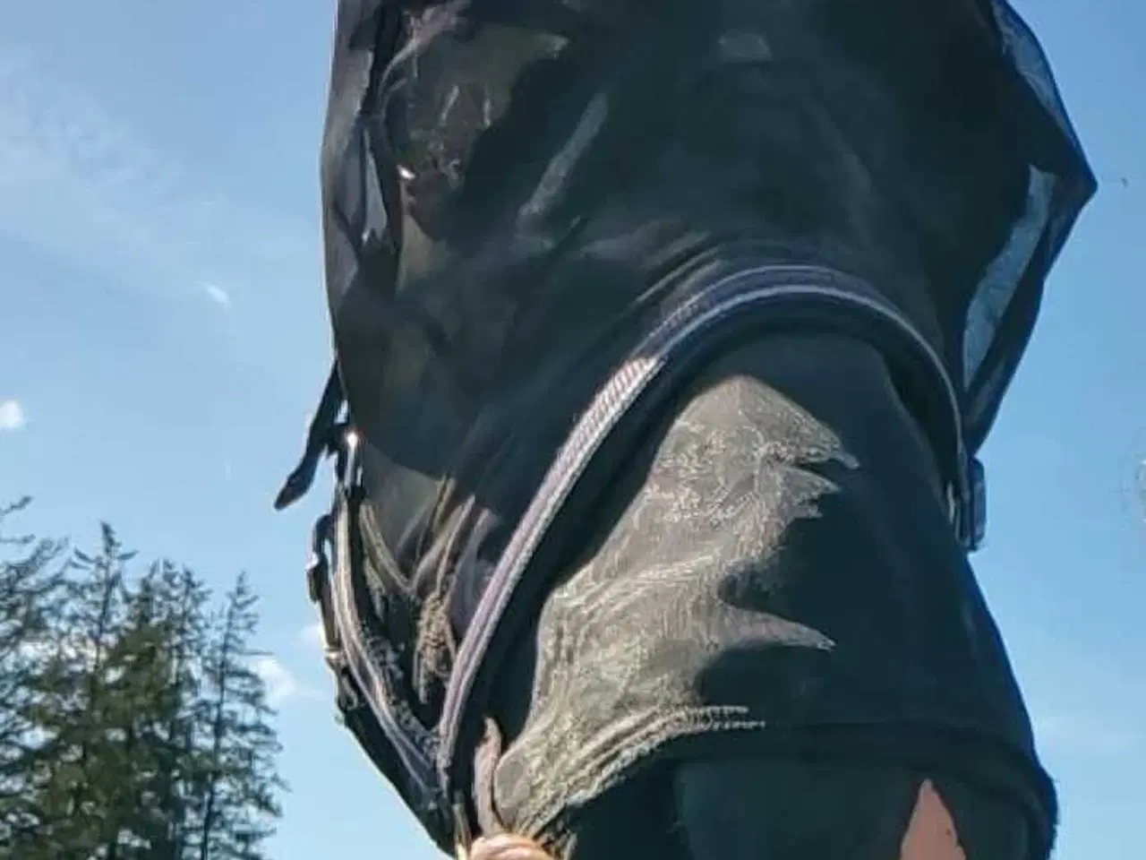 Billede 9 - Hannovaraner hoppe fra 2012