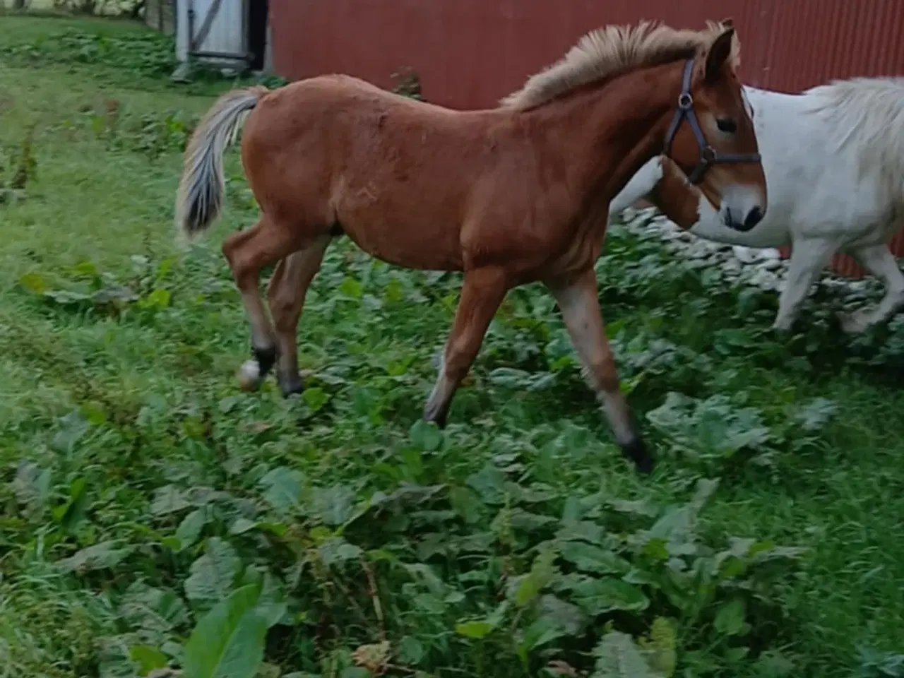 Billede 2 -  Oldenborg bl. 