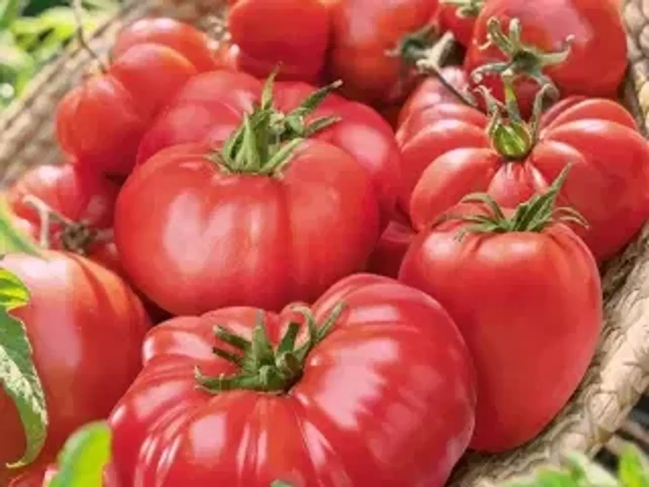 Billede 2 - Tomatplanter blandet sorter 