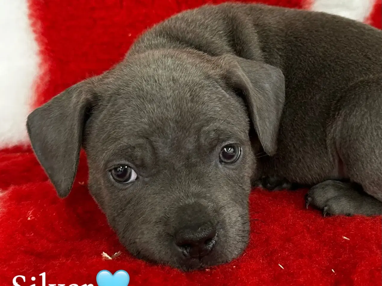 Billede 2 - Søde staffordshire Bull terrier hvalpe🩷🩵