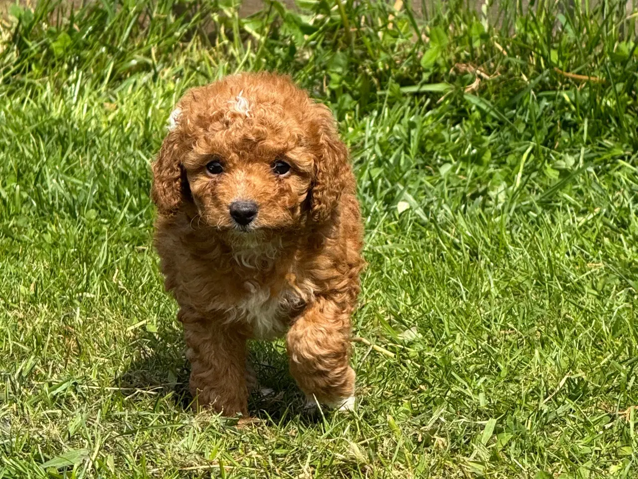 Billede 3 - Cavapoo  