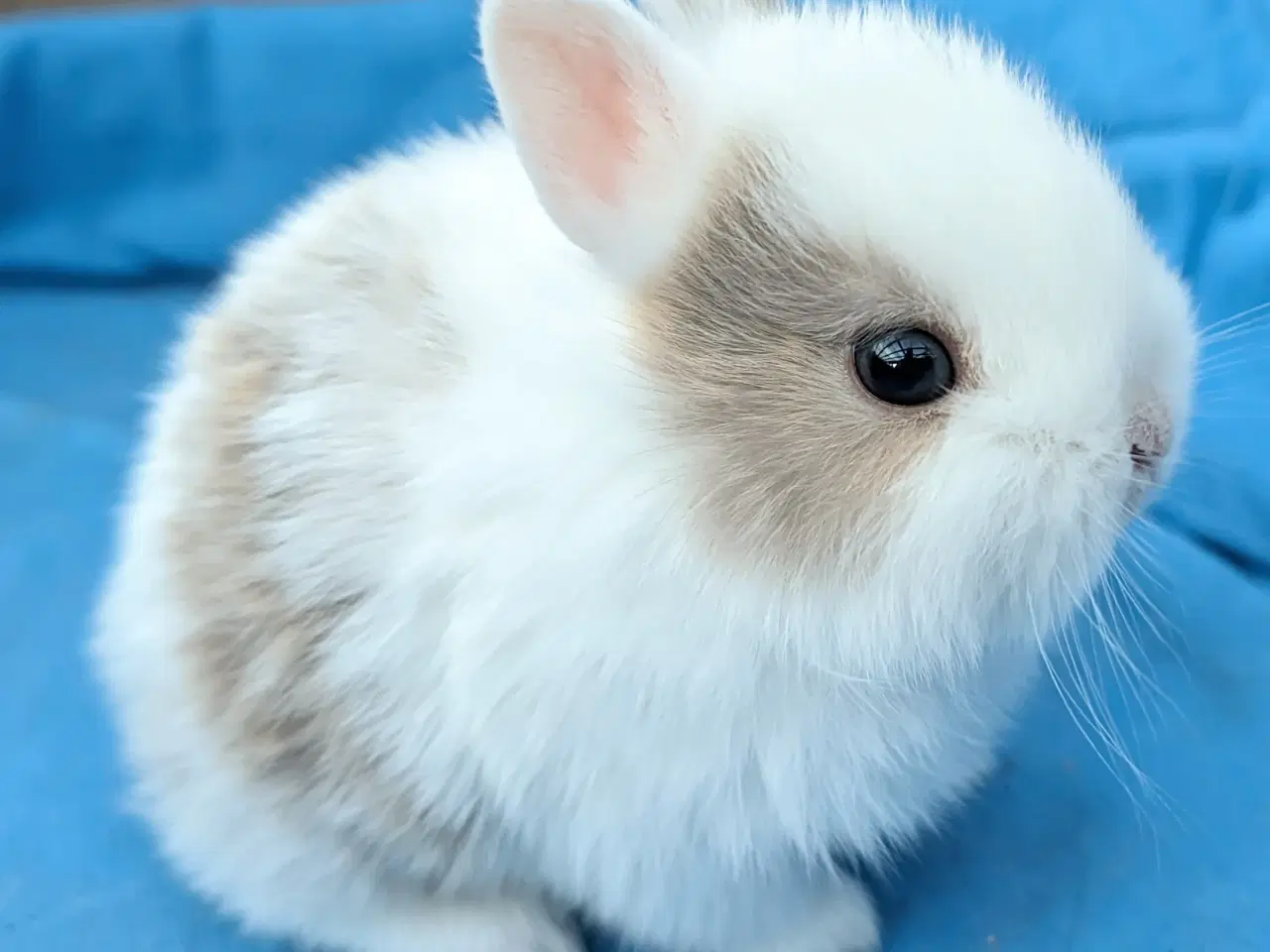 Billede 4 - Hermelin kaninunge sælges