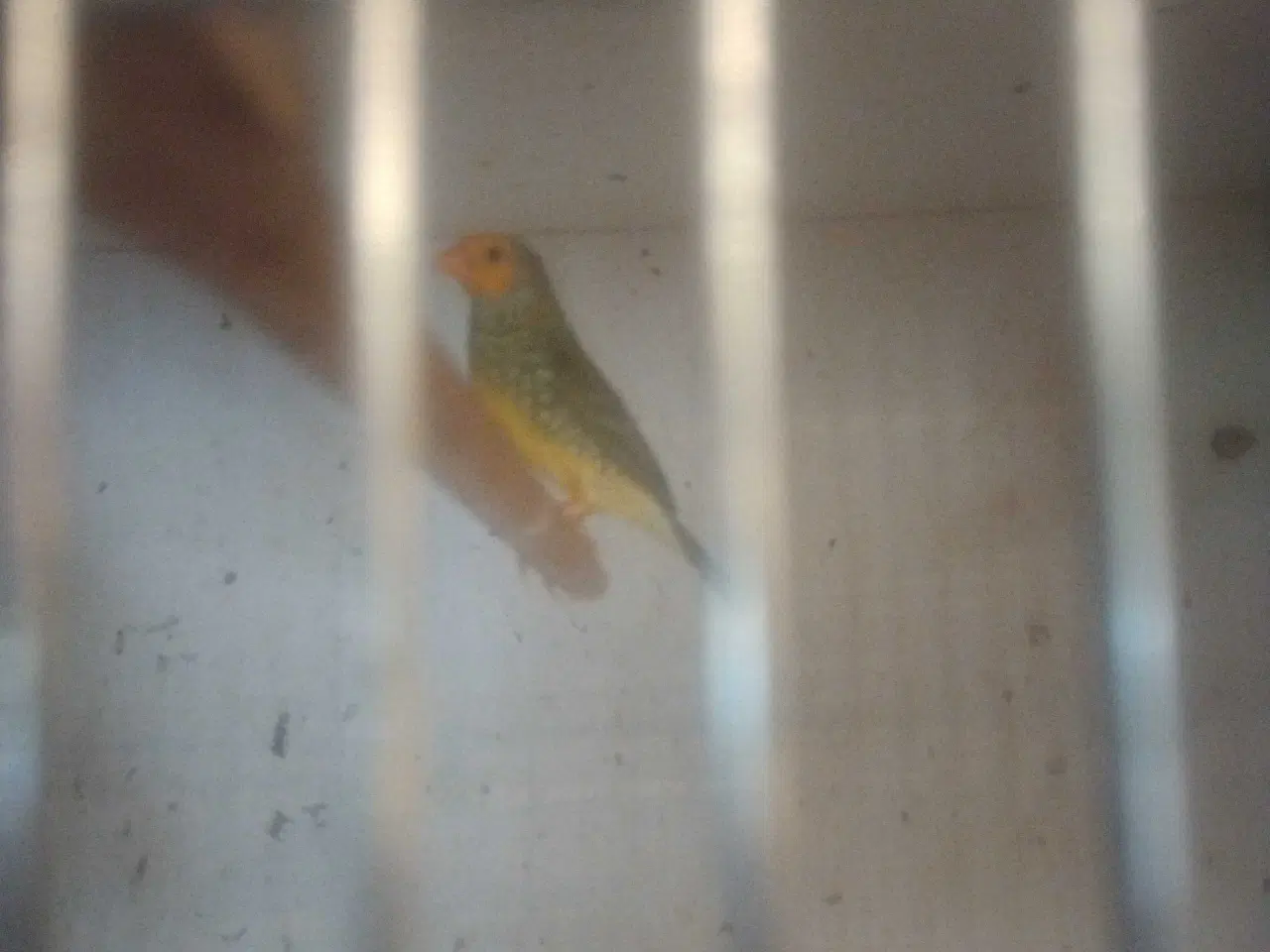 Billede 3 - Siv astrille guleog rød hovdet