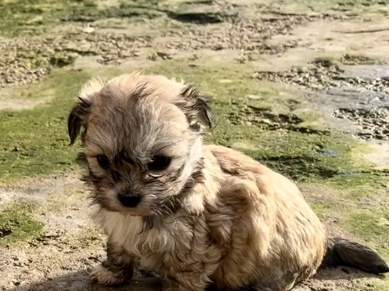 Billede 7 - Små allergivenlige og ikke fældende hundehvalpe